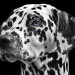 black-and-white-view-dog-animal-fur-mammal-730892-pxhere.com