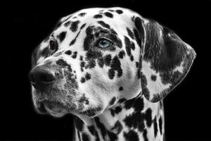 black-and-white-view-dog-animal-fur-mammal-730892-pxhere.com